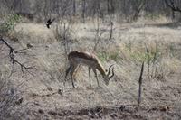 Safari im Kruger Nationalpark