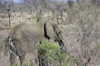 Safari im Kruger Nationalpark