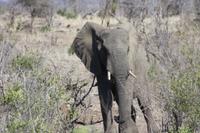 Safari im Kruger Nationalpark