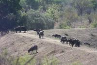 Safari im Kruger Nationalpark