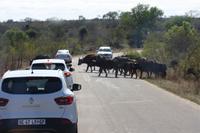 Safari im Kruger Nationalpark