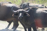 Safari im Kruger Nationalpark