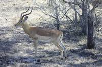 Safari im Kruger Nationalpark