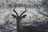 Safari im Kruger Nationalpark