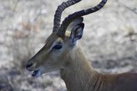 Safari im Kruger Nationalpark