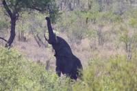 Safari im Kruger Nationalpark