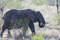 Safari im Kruger Nationalpark