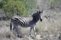 Safari im Kruger Nationalpark