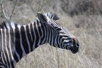 Safari im Kruger Nationalpark