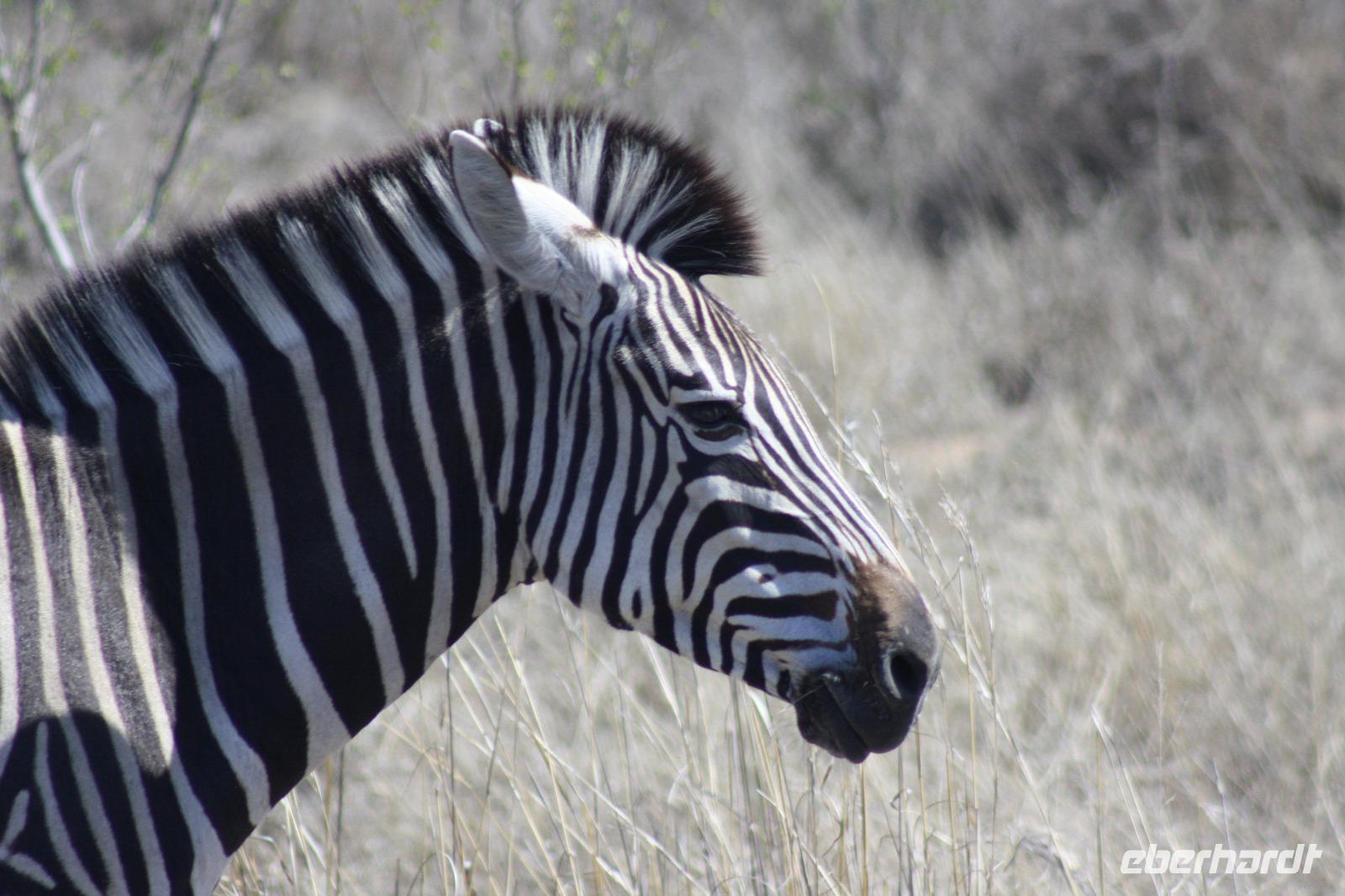 Safari im Kruger Nationalpark