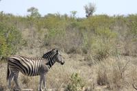 Safari im Kruger Nationalpark