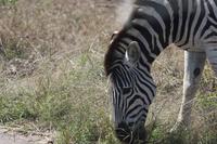 Safari im Kruger Nationalpark