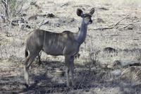 Safari im Kruger Nationalpark