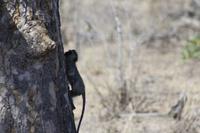 Safari im Kruger Nationalpark