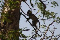 Safari im Kruger Nationalpark