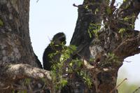 Safari im Kruger Nationalpark