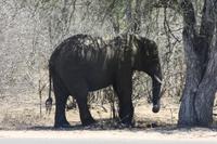 Safari im Kruger Nationalpark