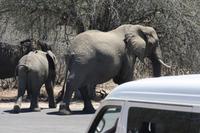 Safari im Kruger Nationalpark