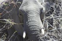 Safari im Kruger Nationalpark