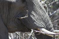Safari im Kruger Nationalpark
