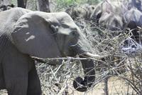 Safari im Kruger Nationalpark