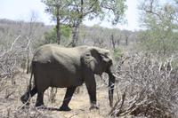 Safari im Kruger Nationalpark