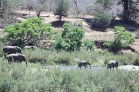 Safari im Kruger Nationalpark