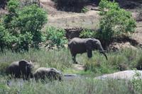 Safari im Kruger Nationalpark