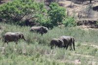 Safari im Kruger Nationalpark