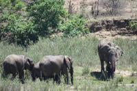 Safari im Kruger Nationalpark