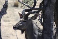 Safari im Kruger Nationalpark
