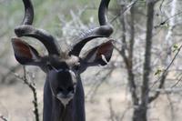 Safari im Kruger Nationalpark
