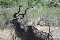 Safari im Kruger Nationalpark