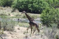 Safari im Kruger Nationalpark