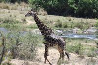 Safari im Kruger Nationalpark