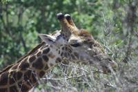 Safari im Kruger Nationalpark