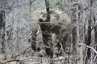 Safari im Kruger Nationalpark