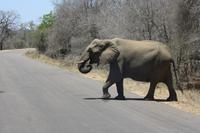 Safari im Kruger Nationalpark