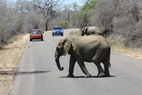 Safari im Kruger Nationalpark