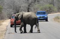 Safari im Kruger Nationalpark