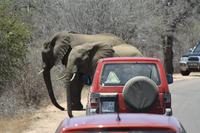 Safari im Kruger Nationalpark