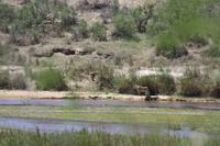 Safari im Kruger Nationalpark