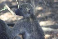 Safari im Kruger Nationalpark