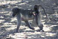 Safari im Kruger Nationalpark