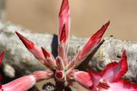 Safari im Kruger Nationalpark