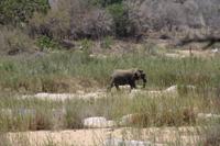 Safari im Kruger Nationalpark