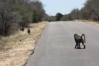 Safari im Kruger Nationalpark