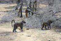 Safari im Kruger Nationalpark