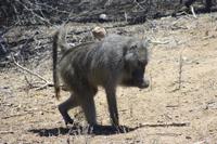 Safari im Kruger Nationalpark