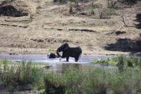 Safari im Kruger Nationalpark